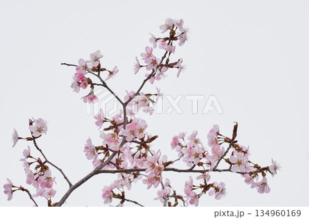 北海道の公園に咲く桜の花 134960169