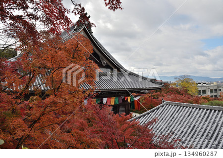 永観堂禅林寺 御影堂とモミジ(京都市左京区) 永観堂禅林寺 御影堂とモミジ(京都市左京区) 134960287