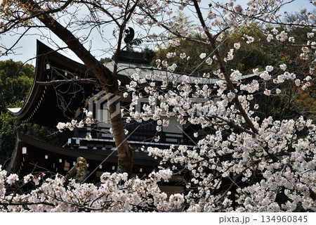 大本山勧修寺 サクラと観音堂(京都市山科区) 大本山勧修寺 サクラと観音堂(京都市山科区) 134960845