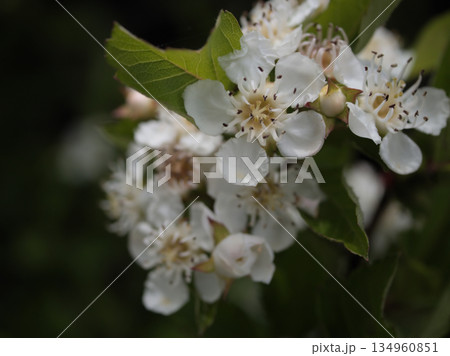 5月に咲いた白くて可憐な大山査子（オオサンザシ）の花 134960851