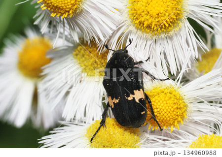 ハルジオンの花に止まるクロハナムグリ 134960988