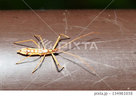 ヒゲナガサシガメの幼虫 134961038