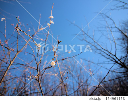 晴れた11月に美しく咲いたサクラ「十月桜（ジュウガツザクラ）」 134961158