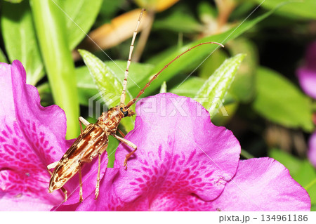 ツツジの花に乗るキマダラミヤマカミキリ 134961186