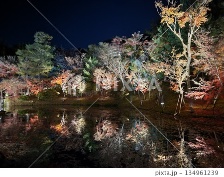 ライトアップされた紅葉 134961239