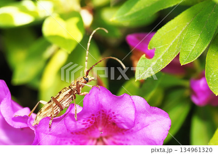 ツツジの花に乗るキマダラミヤマカミキリ ツツジの花に乗るキマダラミヤマカミキリ 134961320