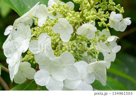 アジサイの花(スノークイーン) アジサイの花(スノークイーン) 134961503