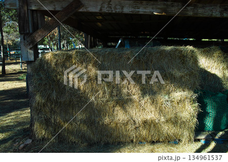 Large pile of hay bales under wooden shelter in forest 134961537