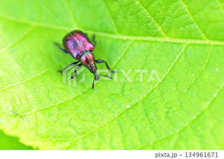 ハマキチョッキリの一種 134961671
