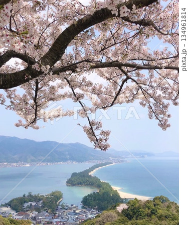 桜満開の京都 天橋立 桜満開の京都 天橋立 134961814