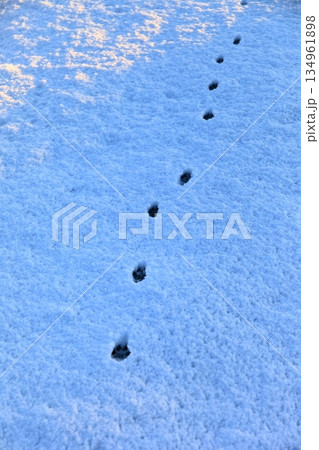 雪原にのこる猫の足跡 雪原にのこる猫の足跡 134961898