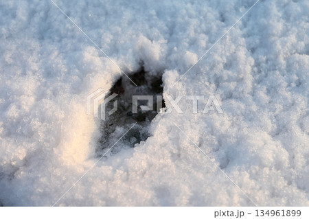 雪原にのこる猫の足跡 雪原にのこる猫の足跡 134961899