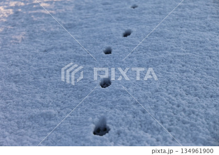 雪原にのこる猫の足跡 134961900