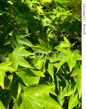 Fresh green leaves illuminated by sunlight in tranquil garden. Healthy leaves, natural beauty, decorative background. Sense of calm and vitality, perfect for relaxation or enjoying nature 134962101