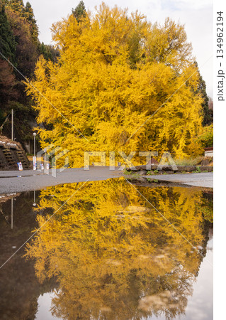 北金ヶ沢の大イチョウ 北金ヶ沢の大イチョウ 134962194