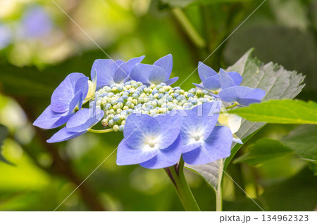 アジサイの花(しちだんか) アジサイの花(しちだんか) 134962323