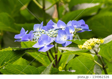 アジサイの花（しちだんか） 134962326