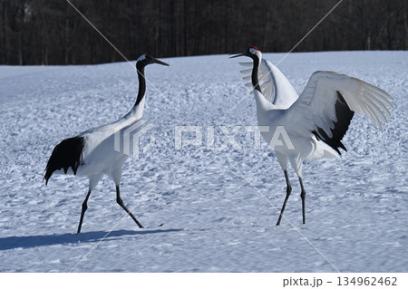 丹頂鶴 134962462