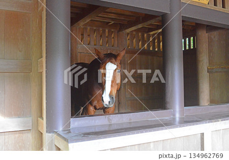 伊勢神宮内宮御厩の神馬-1 伊勢神宮内宮御厩の神馬-1 134962769