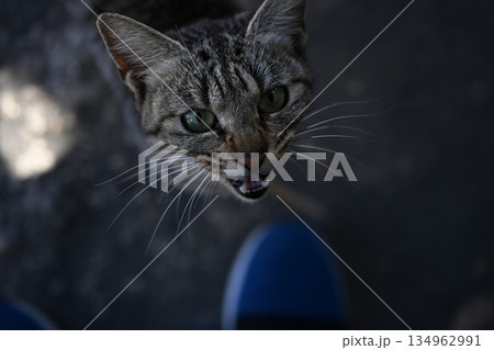 鹿児島で出会った人懐っこい野良猫 鹿児島で出会った人懐っこい野良猫 134962991