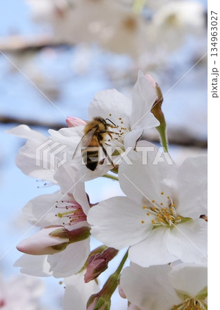 桜の蜜を吸うミツバチ 桜の蜜を吸うミツバチ 134963027