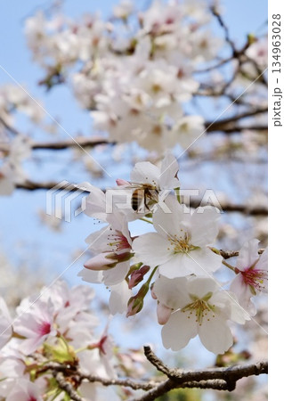 桜の蜜を吸うミツバチ 134963028