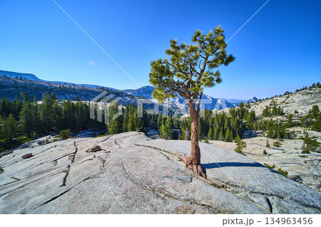 Lone Pine Tree on Granite at Olmsted Point with Half Dome in Yosemite National Park 134963456