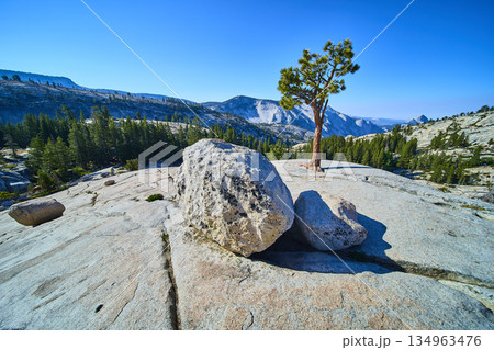 Granite Boulders Lone Pine Tree and Half Dome Vista at Olmsted Point Yosemite 134963476