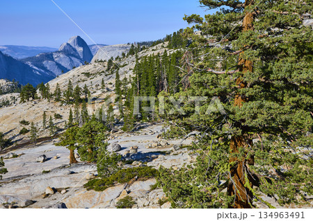 Half Dome Granite Landscape and Pine Trees at Olmsted Point Yosemite 134963491