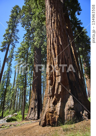 Giant Sequoia Trees Towering in Sunlit Forest with Blue Sky Perspective Giant Sequoia Trees Towering in Sunlit Forest with Blue Sky Perspective 134963508