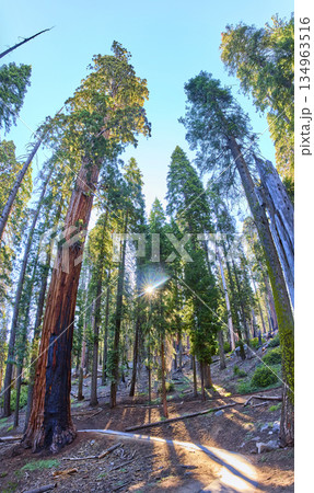 Sequoia Trees Sunburst and Trail in Lush Forest Panorama California Sequoia Trees Sunburst and Trail in Lush Forest Panorama California 134963516