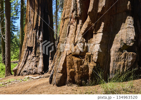 Giant Sequoia Tree Trunks Sunlit Forest Floor and Lush Greenery Close Up Giant Sequoia Tree Trunks Sunlit Forest Floor and Lush Greenery Close Up 134963520