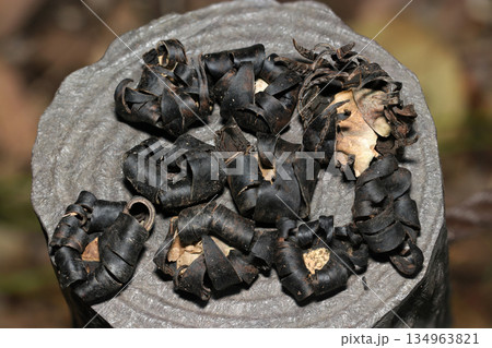 冬の里山ハイキング中、擬木柵に載せたたくさんの乾燥枯れしたツチグリたち。 冬の里山ハイキング中、擬木柵に載せたたくさんの乾燥枯れしたツチグリたち。 134963821