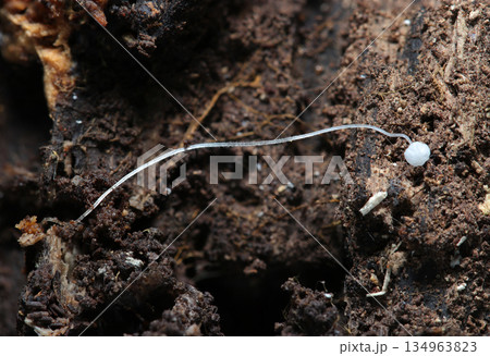 朽木土壌に極細極小2cmほど、真っ白半透明のクヌギタケ属茸（自然環境下キノコマクロ撮影） 134963823