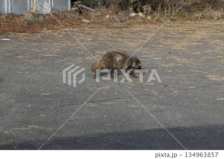 市街地で見かけた野生のタヌキ 134963857