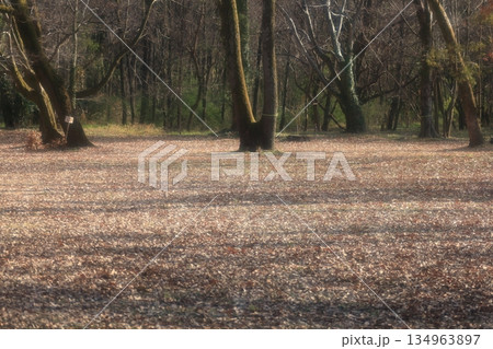 冬の日の公園での落ち葉のじゅうたん 134963897