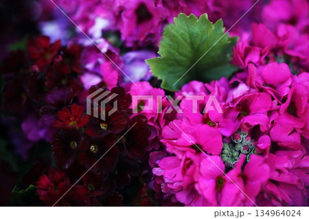 桜草の紅くて可愛い花 134964024