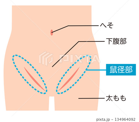 腹部　下腹部　鼠径部 134964092