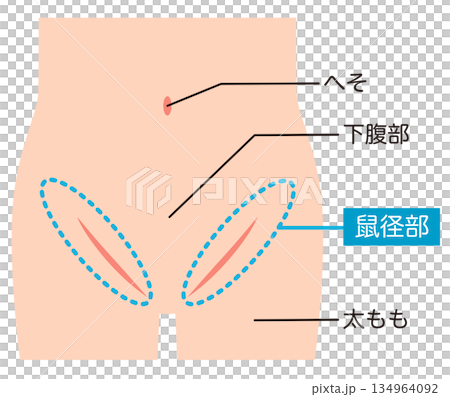 Abdomen, lower abdomen, groin 134964092