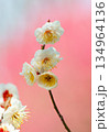ピンクの背景に白梅 134964136