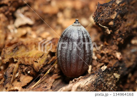 茸の溶菌そっくりに朽ち木の隙間に直立するブナ科アラカシのドングリ（自然環境下マクロ撮影） 134964168