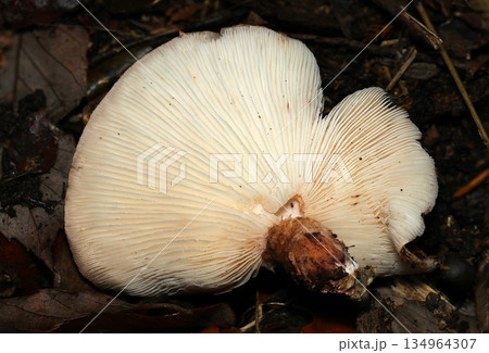 大きく成長した天然野良シイタケ茸の密な白いヒダデザイン（自然下菌・キノコ類マクロ撮影） 134964307
