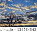 茜雲とけやきの冬立木 134964342