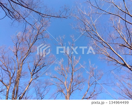 冬の欅の枯れ木と青空 冬の欅の枯れ木と青空 134964499