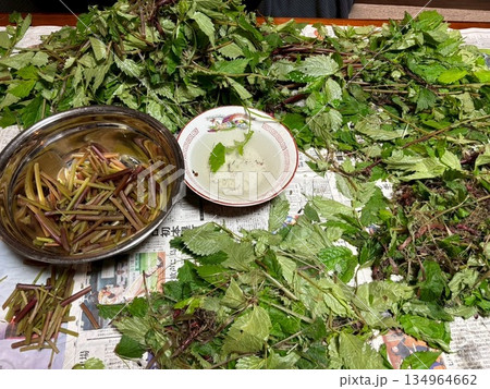 山菜ミズの下拵え 山菜ミズの下拵え 134964662