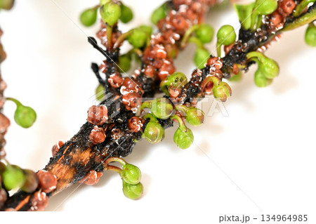 榊の実のクローズアップ 134964985