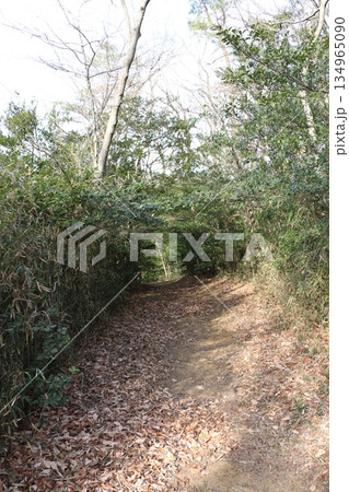 森林公園 134965090