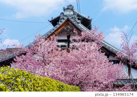 京都　出町柳の長徳寺のおかめ桜 134965174