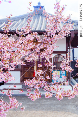 京都　出町柳の長徳寺のおかめ桜 134965175