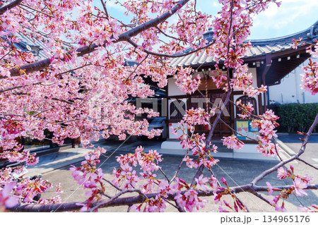 京都　出町柳の長徳寺のおかめ桜 134965176